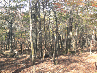 尾根の紅葉