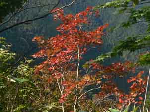 紅葉
