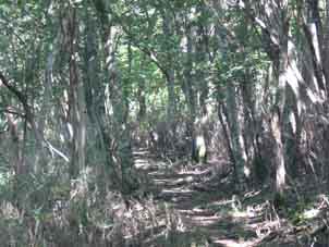 登山道