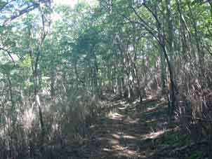登山道