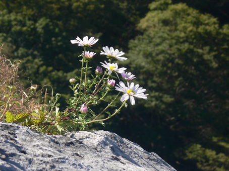 岩菊