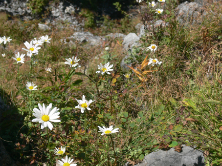 岩菊