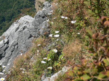 岩菊