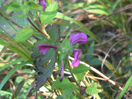 シオガマ菊