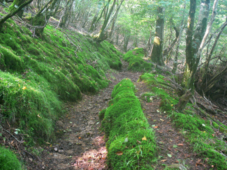 登山道