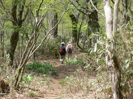 登山道