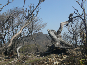 ebosiiwa