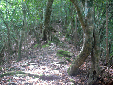 登山道