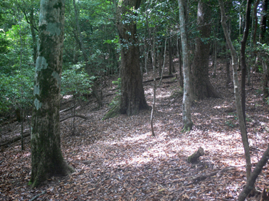 登山道