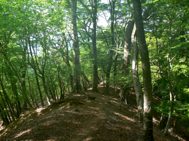 登山道
