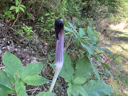 マムシ草