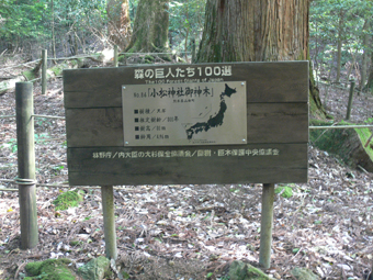 神木
