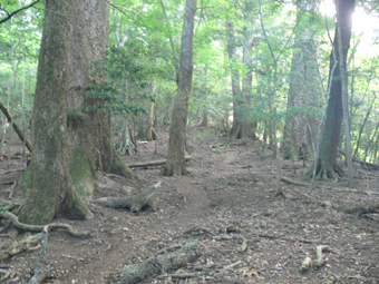 登山道
