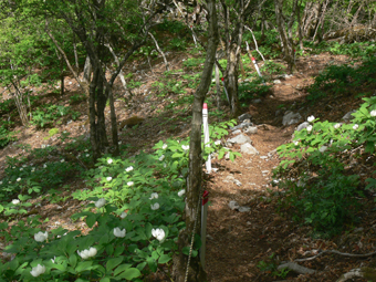 登山道