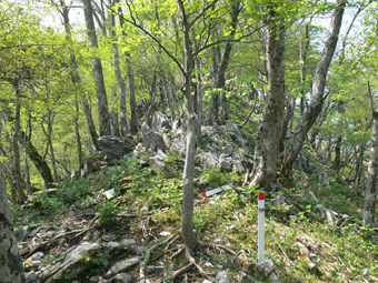 登山道