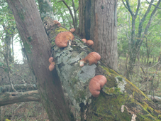キノコ