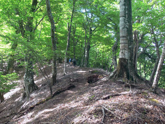 登山道