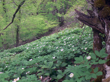syakuyaku 