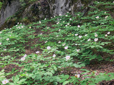 syakuyaku 