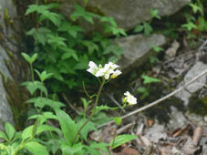 sikokuhatazao 