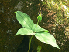 tukubanesou 