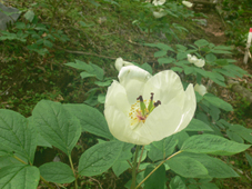 syakuyaku 