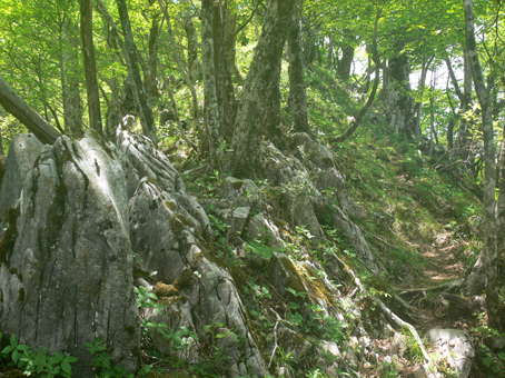 登山道
