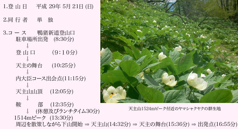 シャクヤク