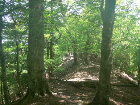 登山道