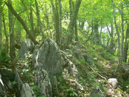 登山道