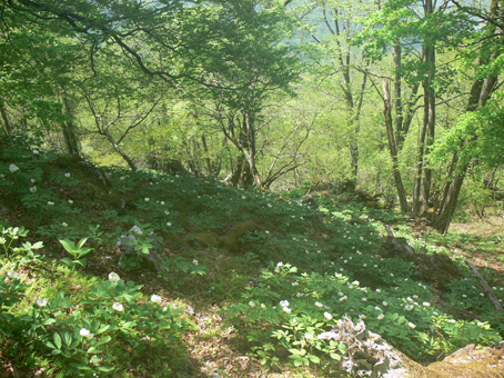 尾根