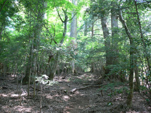 登山道
