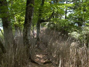 登山道