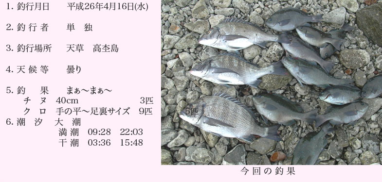 チヌ釣り