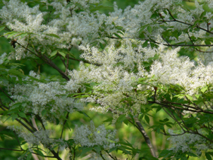 ウワミズ桜