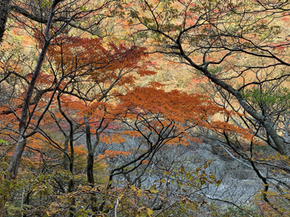 紅葉
